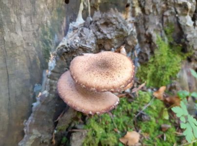 Podpňovka smrekov&aacute; 