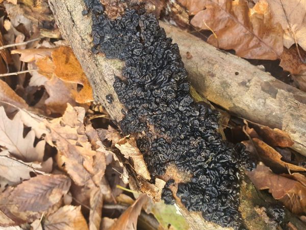 Tmavor&ocirc;solovec mozgovit&yacute;