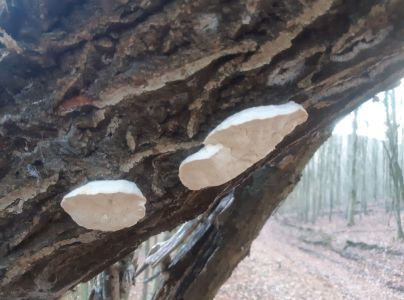 A - nejednoznačne určen&yacute;, nie sme si ist&iacute;