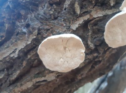 A - nejednoznačne určen&yacute;, nie sme si ist&iacute;