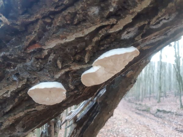 A - nejednoznačne určen&yacute;, nie sme si ist&iacute;