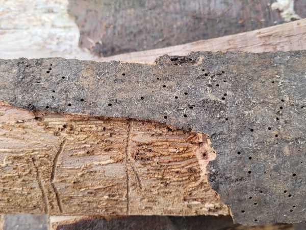 Lykokaz jaseňov&yacute;