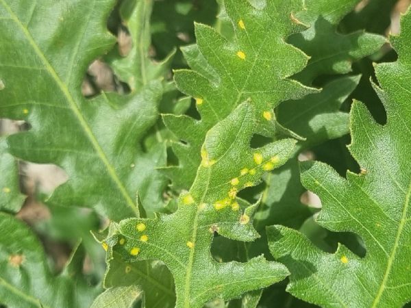 Fylox&eacute;ra na duboch