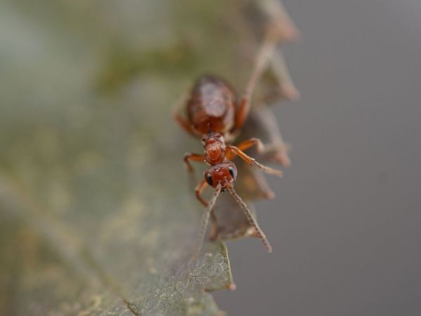 Hrčiarka bezkr&iacute;dla