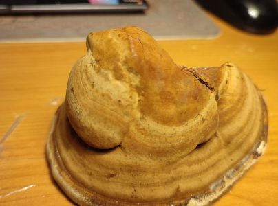 Pr&aacute;chnovec kopytovit&yacute;