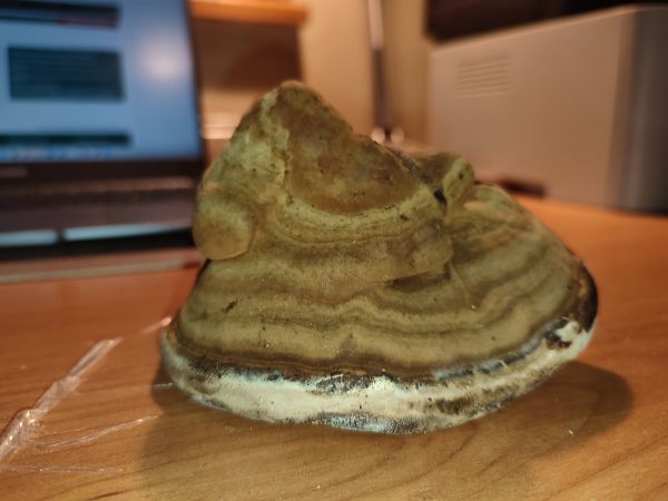 Pr&aacute;chnovec kopytovit&yacute;