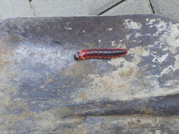 Drevotoč obyčajn&yacute;