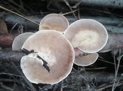 Tr&uacute;dnikovec zamatov&yacute;