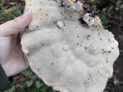 Lesklok&ocirc;rovka ploch&aacute;