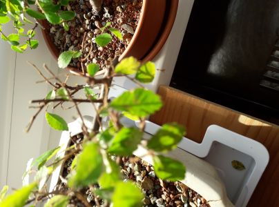 A - nejednoznačne určen&yacute;, nie sme si ist&iacute;