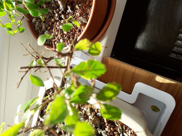 A - nejednoznačne určen&yacute;, nie sme si ist&iacute;