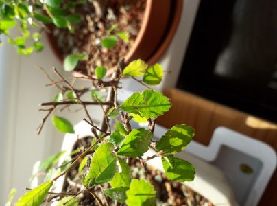 A - nejednoznačne určen&yacute;, nie sme si ist&iacute;