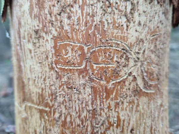 Lykožr&uacute;t prostredn&yacute;