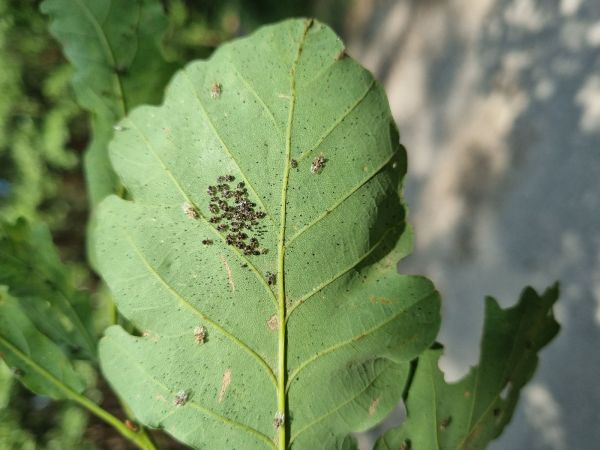 Sietnička dubov&aacute;