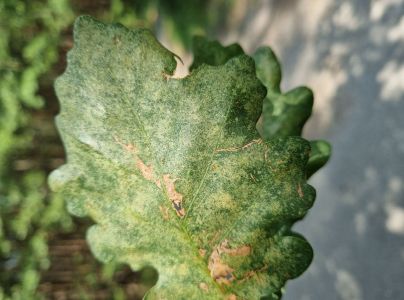 Sietnička dubov&aacute;