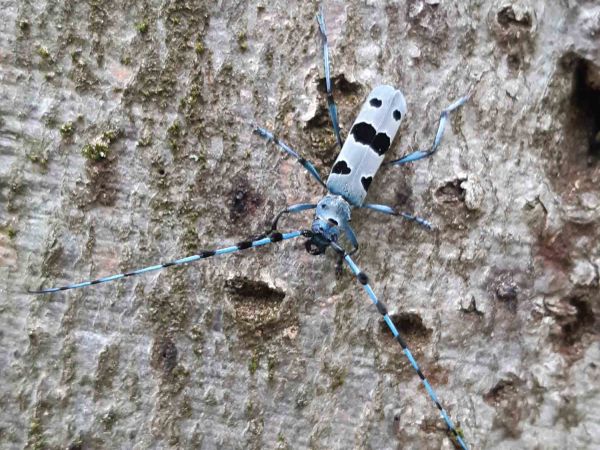 Fuz&aacute;č alpsk&yacute;