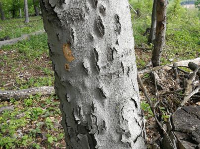 Lykožr&uacute;t bukov&yacute;