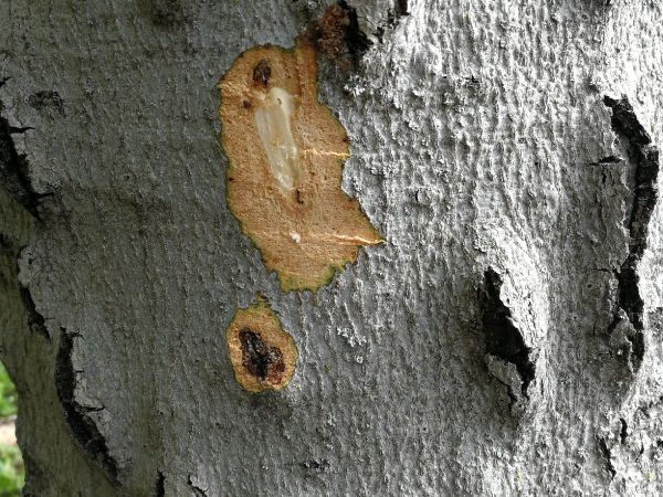 Lykožr&uacute;t bukov&yacute;