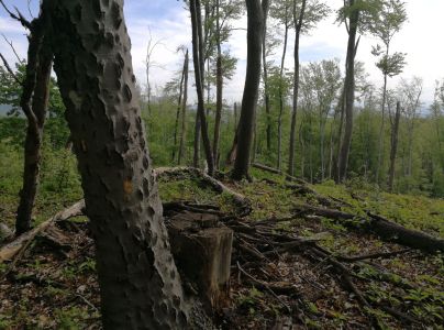 Lykožr&uacute;t bukov&yacute;