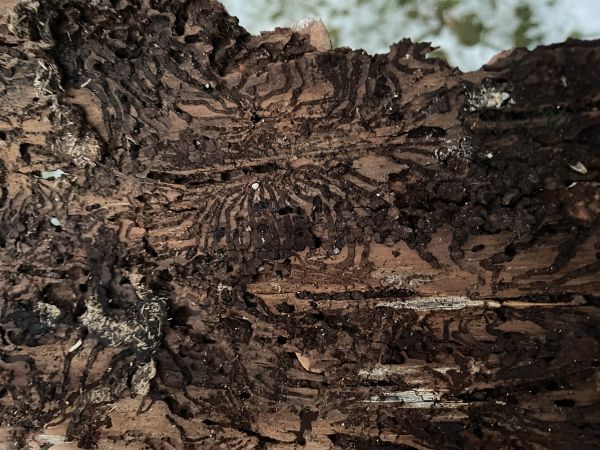 Lykožr&uacute;t smrekov&yacute;