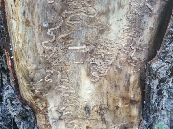 Krasoň topoľov&yacute;