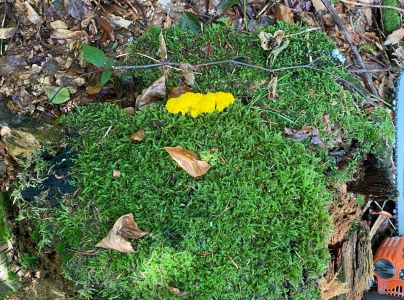 A - nie je v datab&aacute;ze