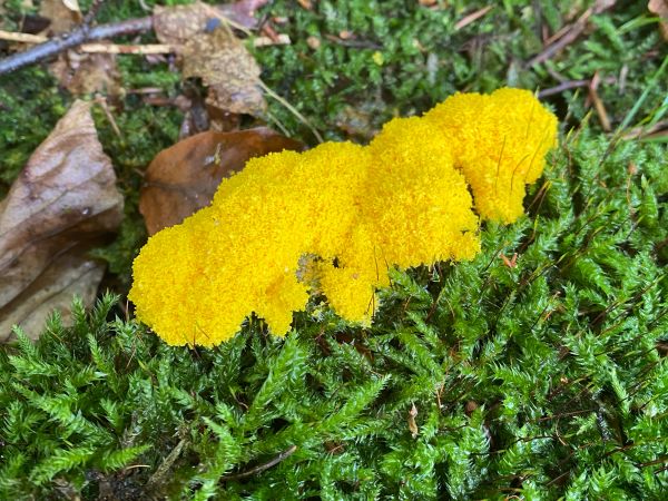 A - nie je v datab&aacute;ze