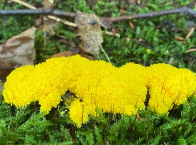 A - nie je v datab&aacute;ze