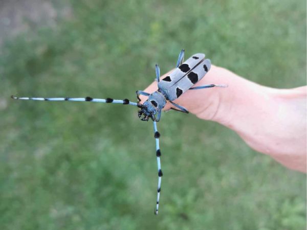 Fuz&aacute;č alpsk&yacute;