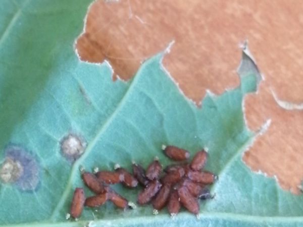 A - nejednoznačne určen&yacute;, nie sme si ist&iacute;