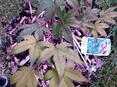 A - nejednoznačne určený, nie sme si istí