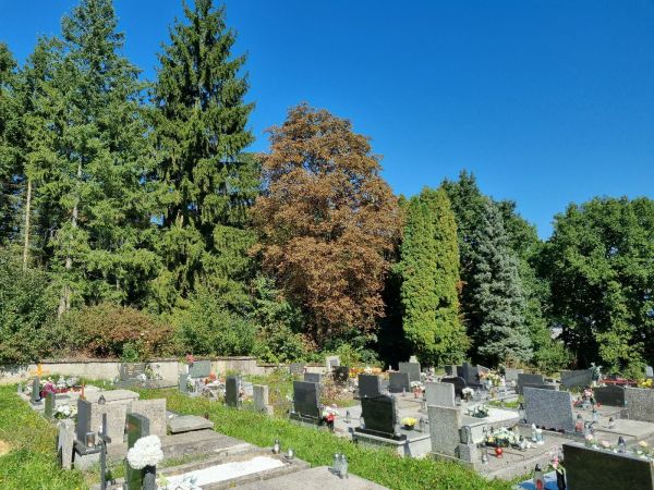 Plosk&aacute;čik paga&scaron;tanov&yacute;