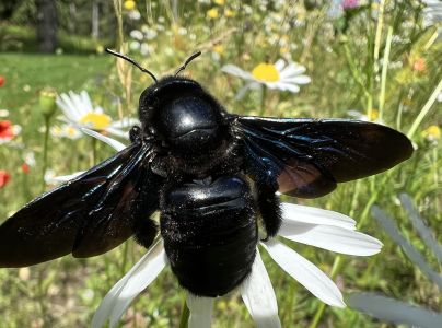 Drev&aacute;r fialov&yacute;
