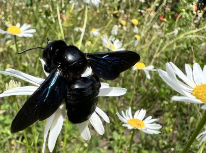 Drev&aacute;r fialov&yacute;