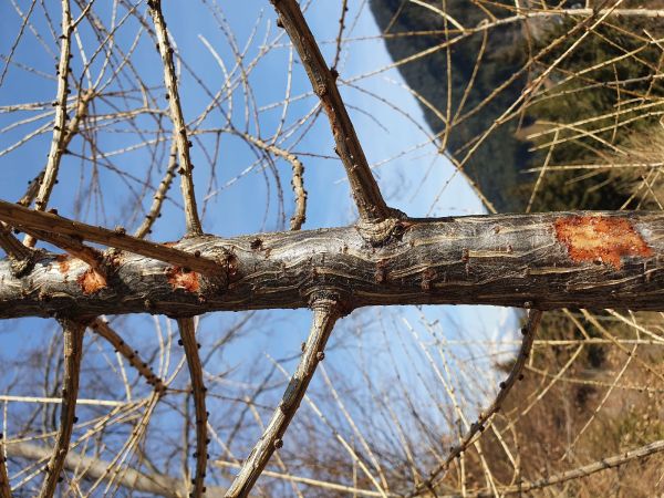 A - nejednoznačne určen&yacute;, nie sme si ist&iacute;