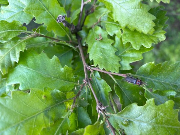 A - nie je v datab&aacute;ze