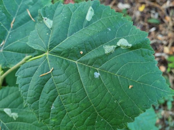 Plosk&aacute;čik lipov&yacute;