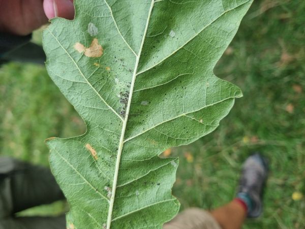 Sietnička dubov&aacute;