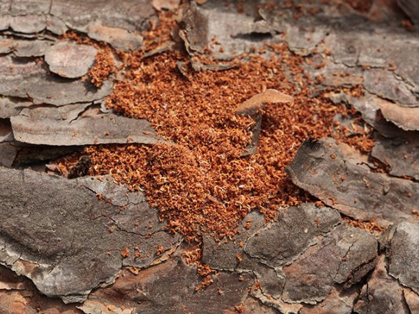 Lykožr&uacute;t borovicov&yacute; 