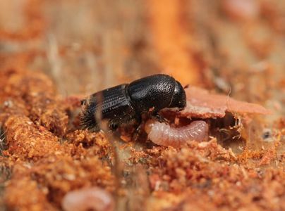 Lykožr&uacute;t borovicov&yacute; 