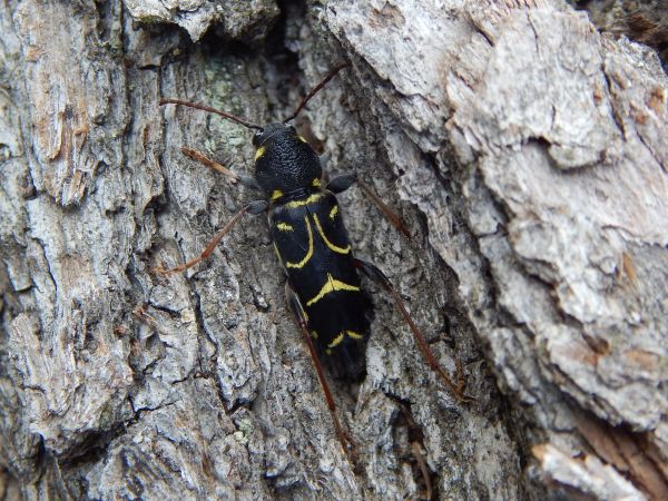 Fuz&aacute;č Xylotrechus antilope