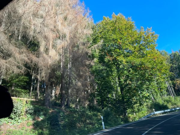 Lykožr&uacute;t smrekov&yacute;