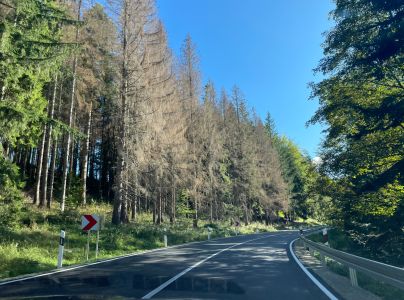 Lykožr&uacute;t smrekov&yacute;