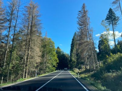 Lykožr&uacute;t smrekov&yacute;