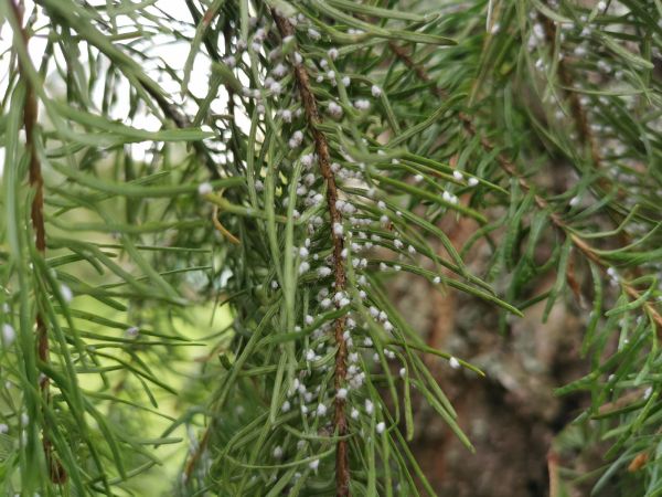 K&ocirc;rovnica duglaskov&aacute;