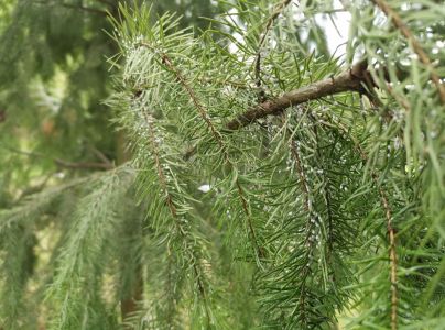 K&ocirc;rovnica duglaskov&aacute;