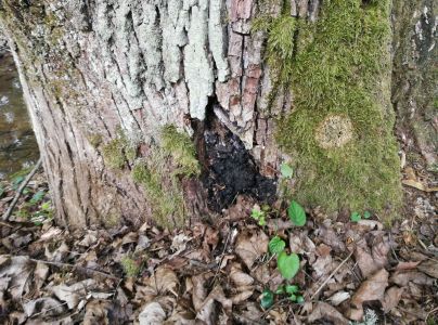 Uhliarik p&aacute;len&yacute;