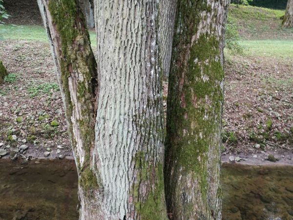 Uhliarik p&aacute;len&yacute;