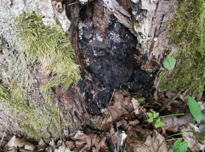 Uhliarik p&aacute;len&yacute;