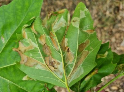 Plosk&aacute;čik platanov&yacute;